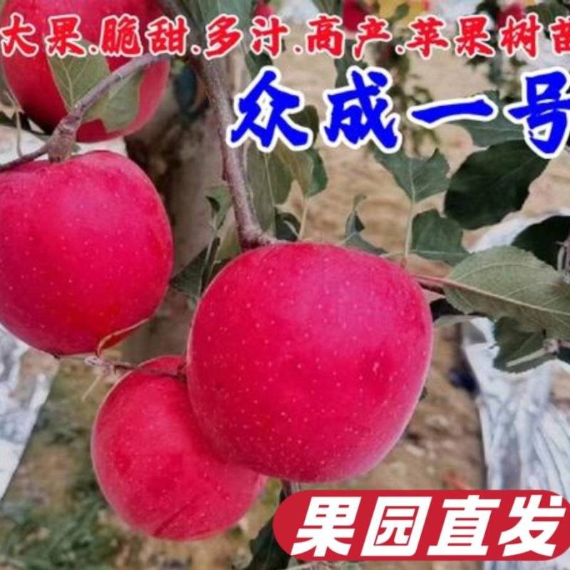 果园直发苹果树苗众诚1号3号秦冠花牛苹果包品种成活