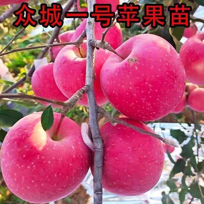 果园直发苹果树苗众诚1号3号秦冠花牛苹果包品种成活