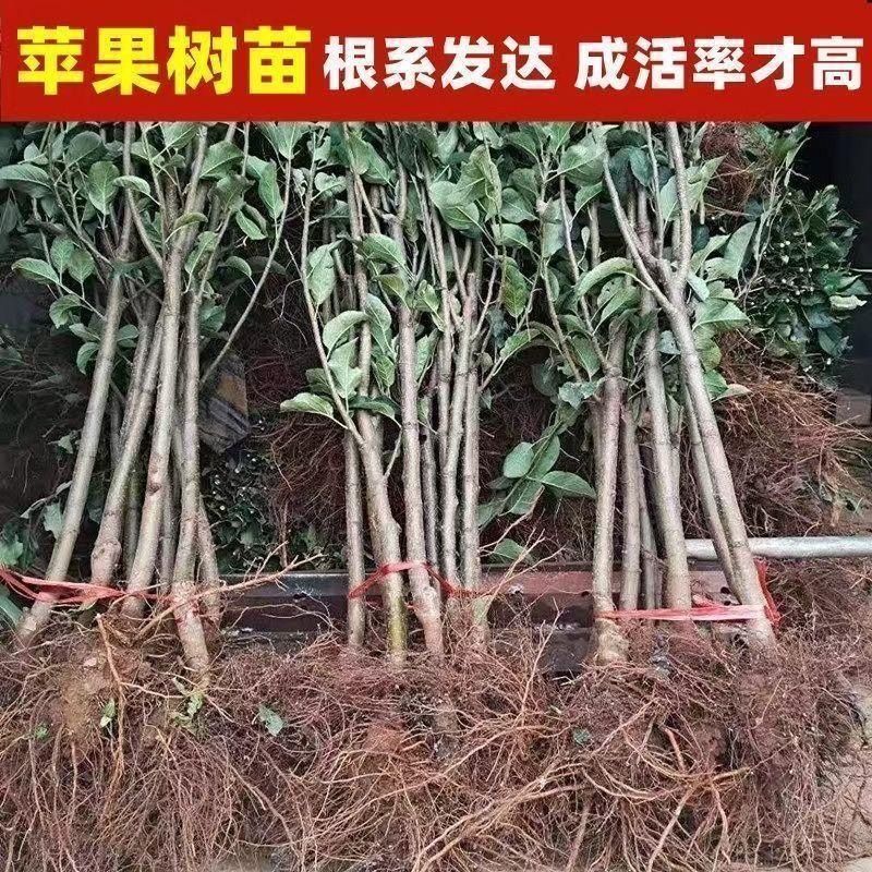果园直发苹果树苗众诚1号3号秦冠花牛苹果包品种成活