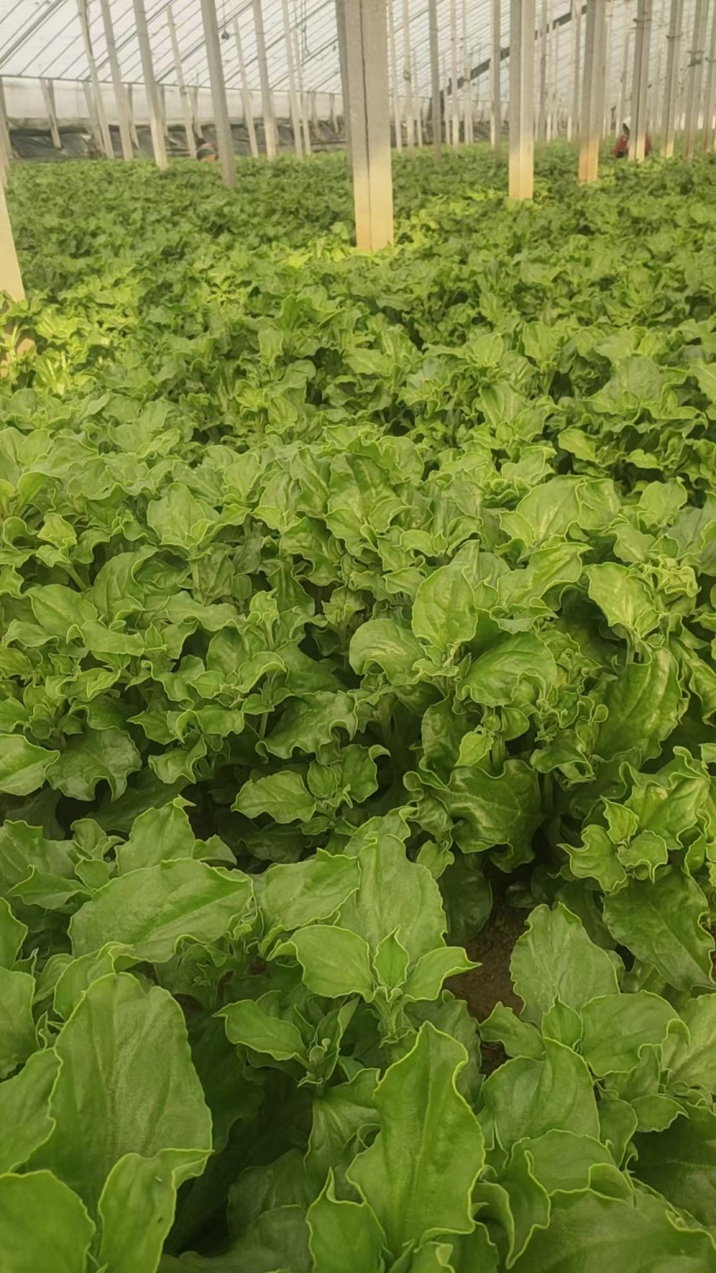冰草