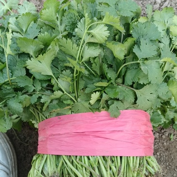 大叶香菜精品香菜,大量有货,一手货源,欢迎咨询