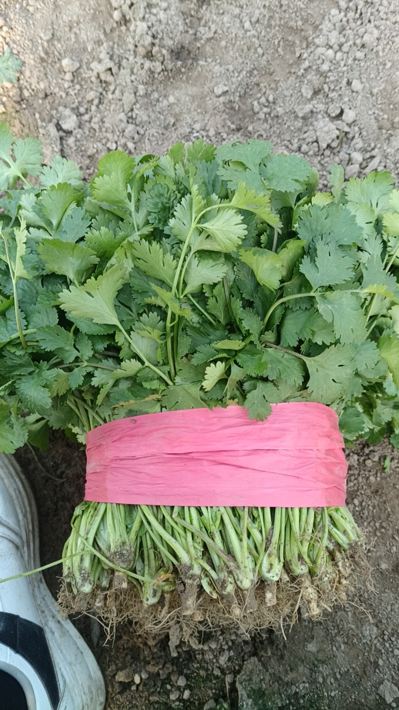 大叶香菜精品香菜，大量有货，一手货源，欢迎咨询