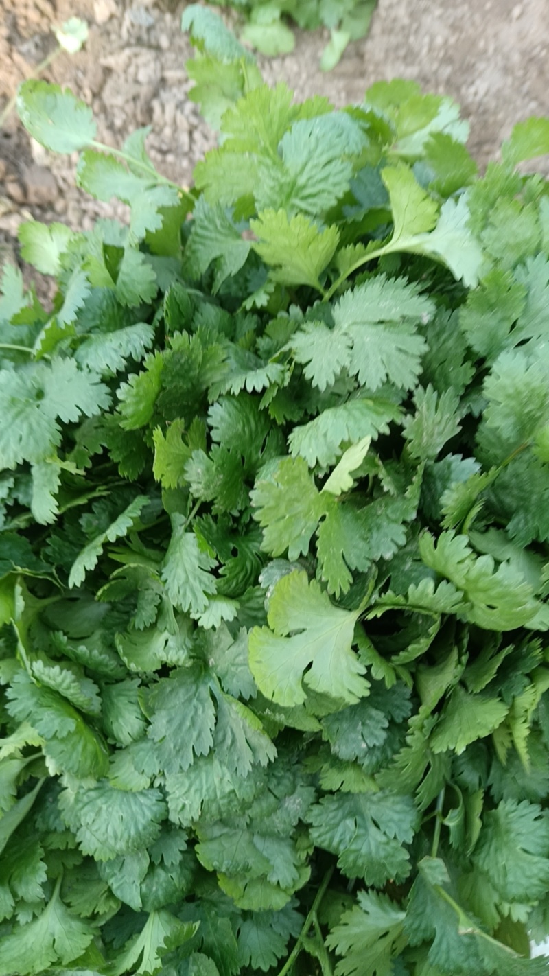 大叶香菜精品香菜，大量有货，一手货源，欢迎咨询