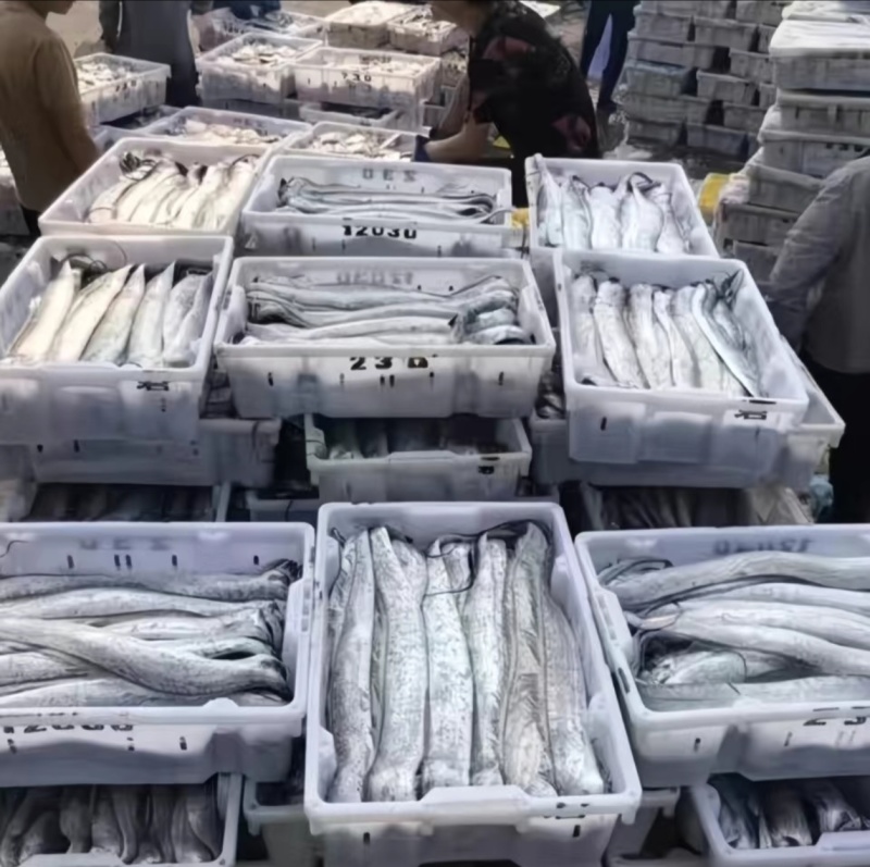 土豪金礼盒装钓带，大量现货支持批发，一件代发，送礼佳品