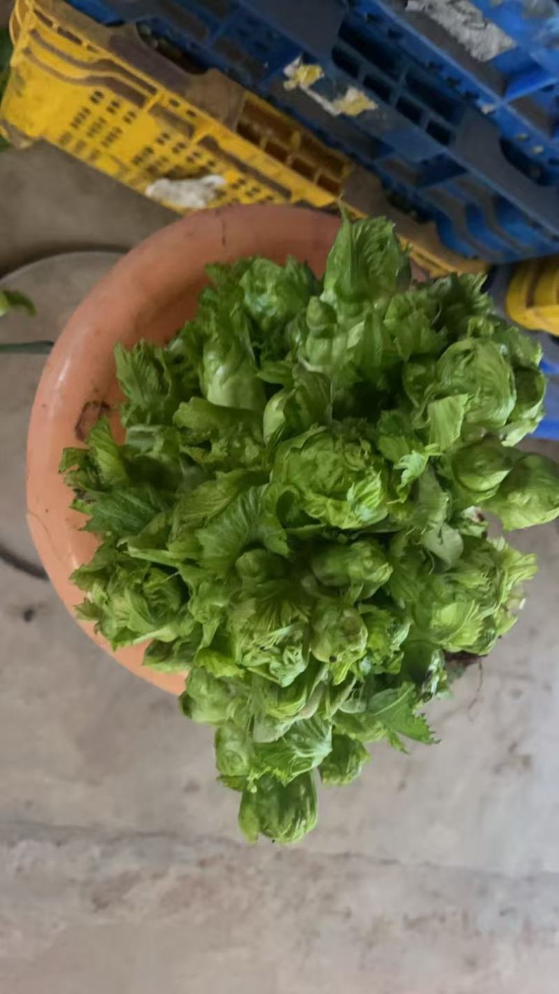 儿菜，大量有货，需要的老板联系