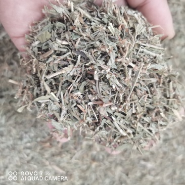 扁蓄中药材扁蓄片猪牙草新货一手货源