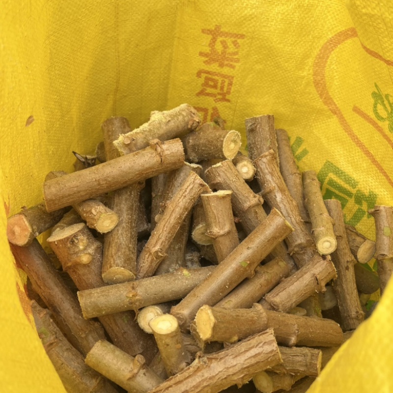 黄肉木薯种
