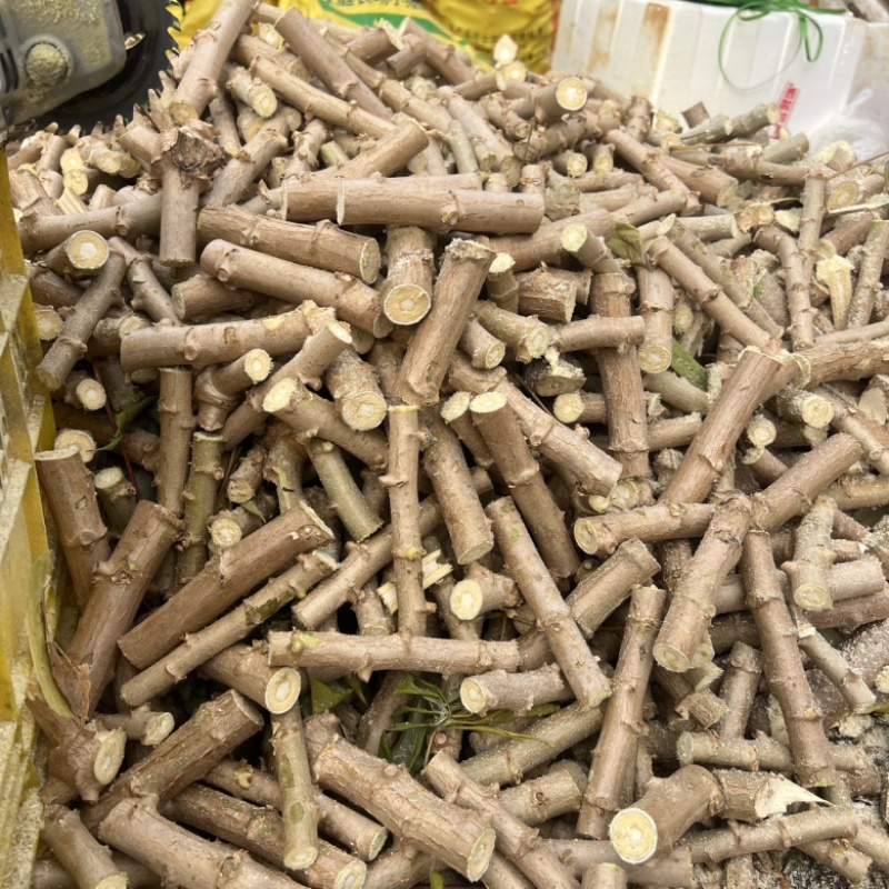 黄肉木薯种