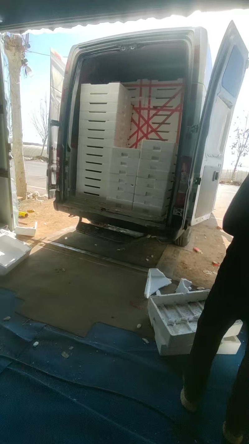 河南中牟宁玉草莓全国发货耐运输支持（电商）一件代发