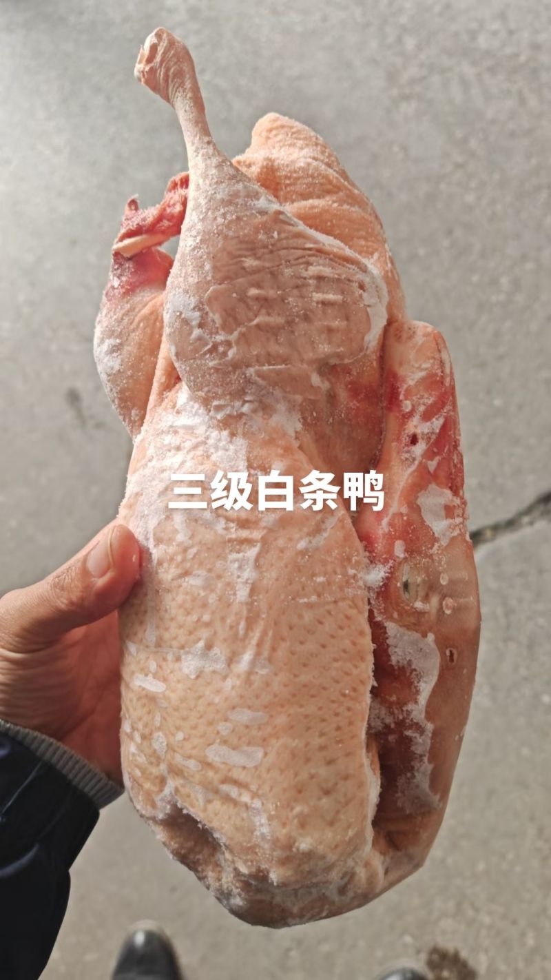 三级白条鸭，现货，规格1100-1400，手续齐全