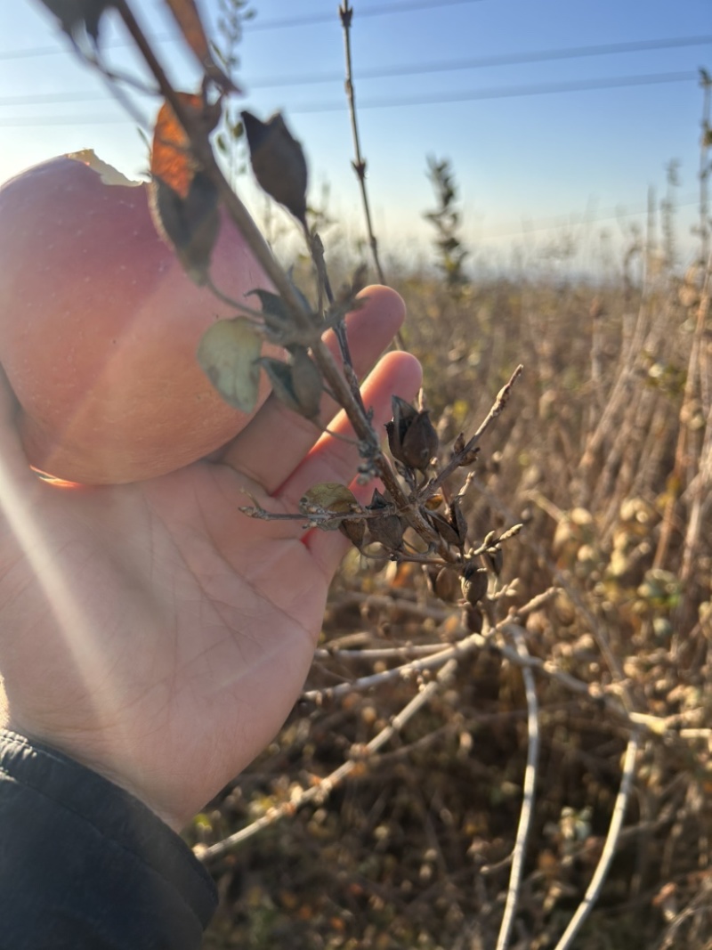 大规格药用连翘苗直径1.5-2公分连翘苗好货不多
