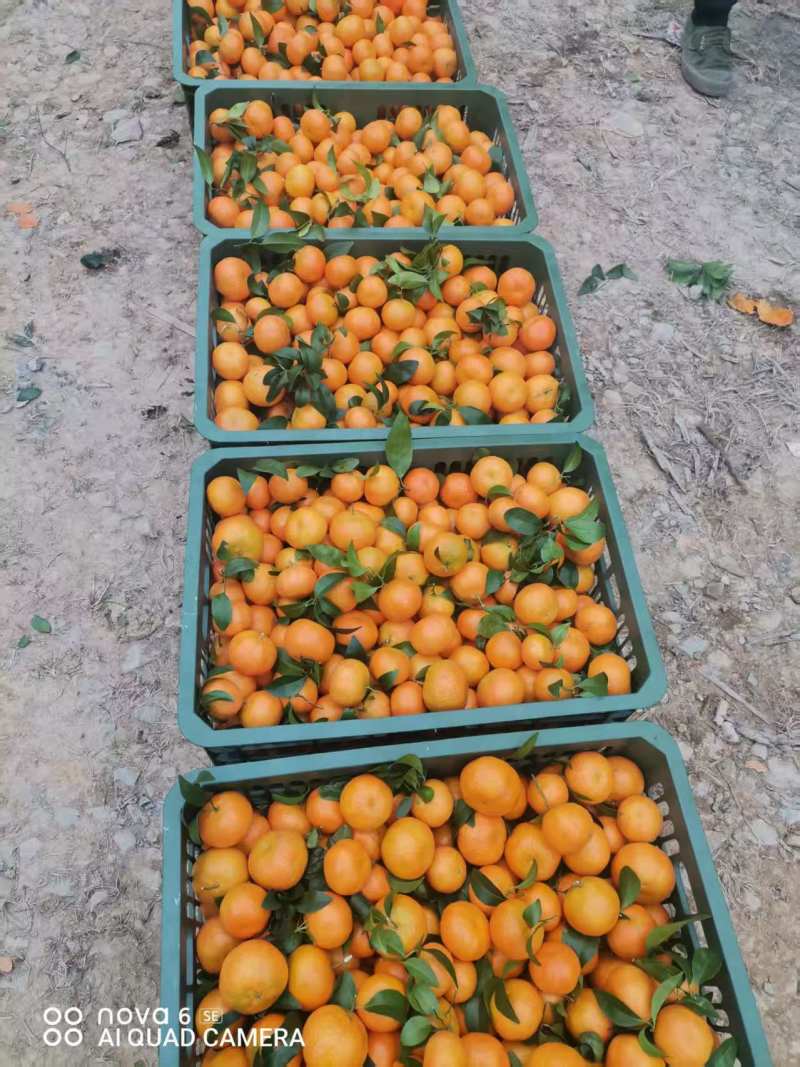 西林砂糖橘