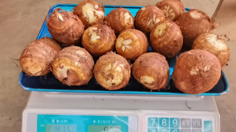 精品红芽芋头一件代发一手货源量大从优欢迎电话咨询