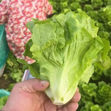 精品生菜散叶生菜大量有货基地批发量大从优对接全国