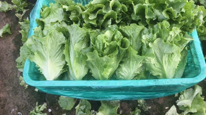 精品生菜散叶生菜大量有货基地批发量大从优对接全国