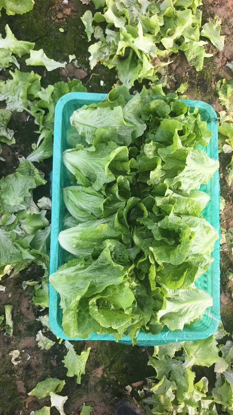 精品生菜散叶生菜大量有货基地批发量大从优对接全国