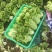 精品生菜散叶生菜大量有货基地批发量大从优对接全国