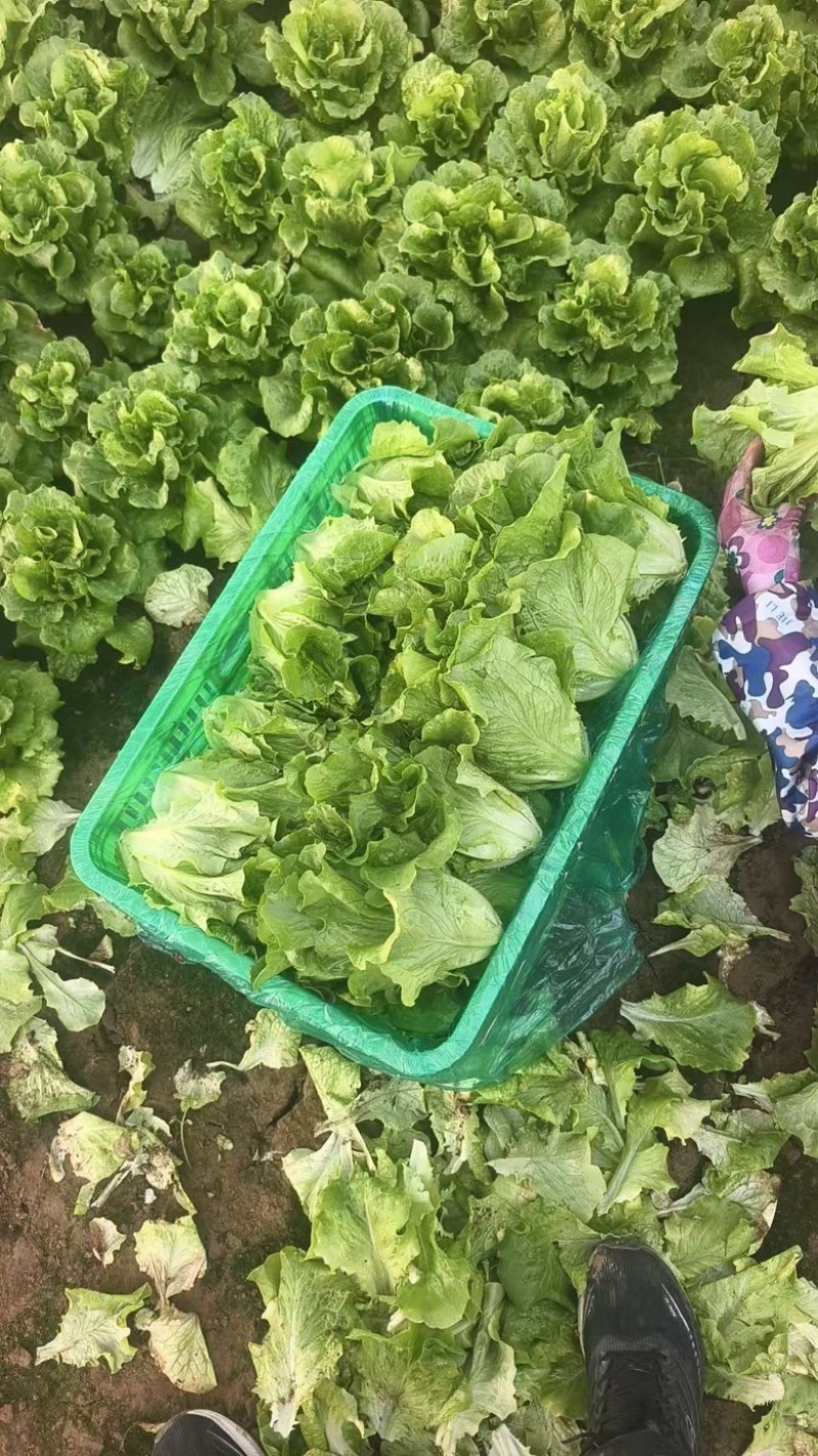 精品生菜散叶生菜大量有货基地批发量大从优对接全国