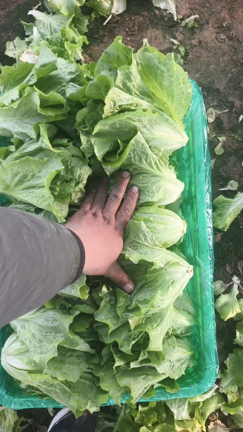 精品生菜散叶生菜大量有货基地批发量大从优对接全国