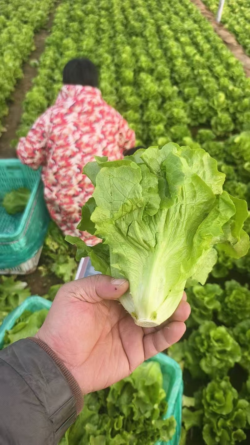 精品生菜散叶生菜大量有货基地批发量大从优对接全国