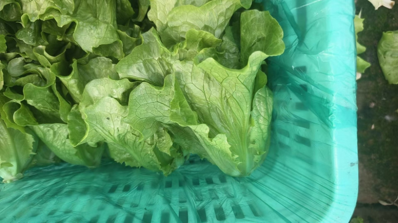 精品生菜散叶生菜大量有货基地批发量大从优对接全国