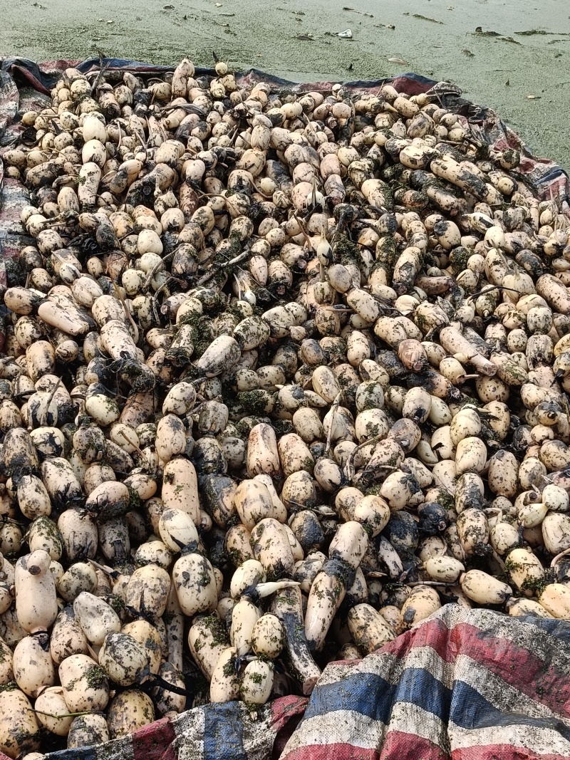 淮南市精品莲藕货源充足量大从优质量保证诚信经欢迎咨询