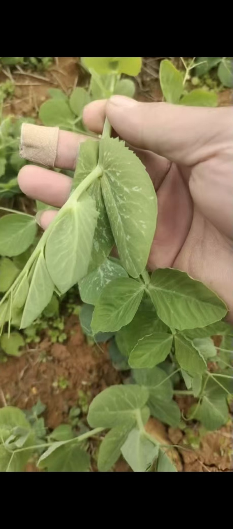 精品贵州一手货源豌豆尖露天种植保存期长全国发货量大价优