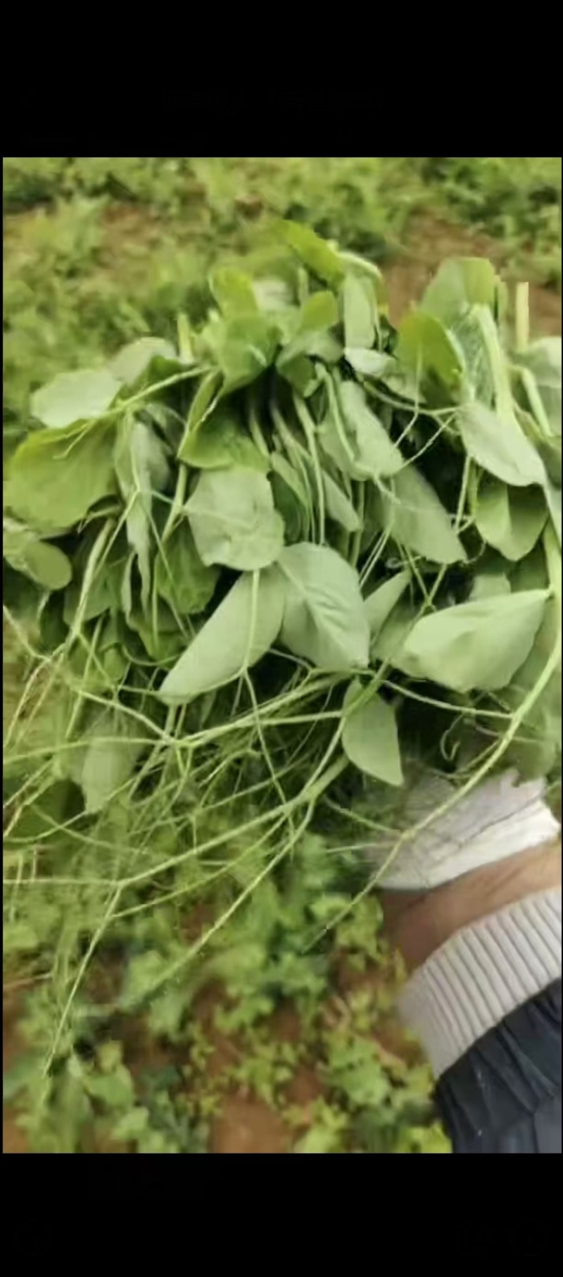 精品贵州一手货源豌豆尖露天种植保存期长全国发货量大价优