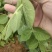精品贵州一手货源豌豆尖露天种植保存期长全国发货量大价优