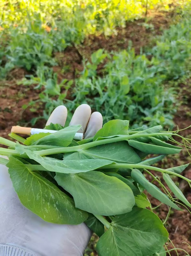 精品贵州一手货源豌豆尖露天种植保存期长全国发货量大价优
