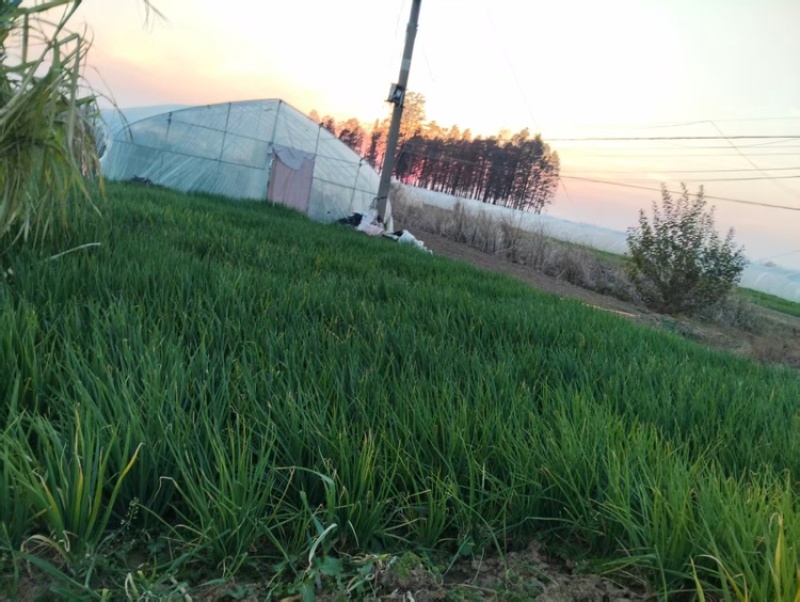大葱价格美丽产地直发品质保证服务周到欢迎咨询