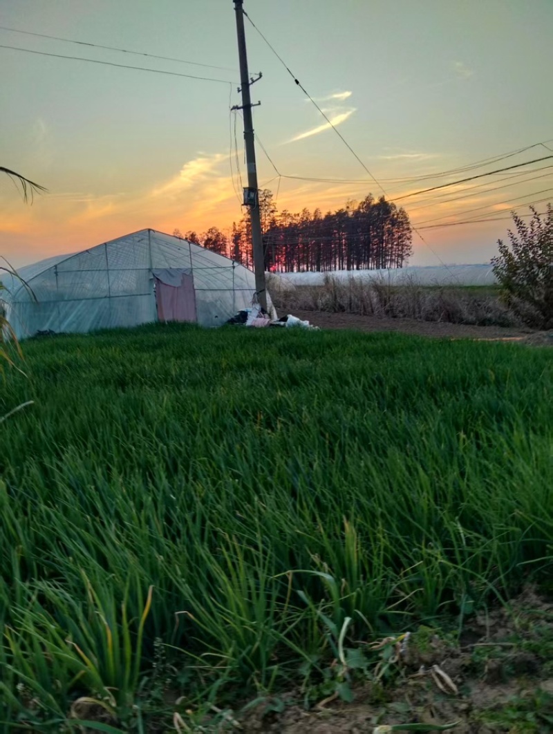 大葱价格美丽产地直发品质保证服务周到欢迎咨询