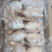 工厂直发一级三黄鸡9只