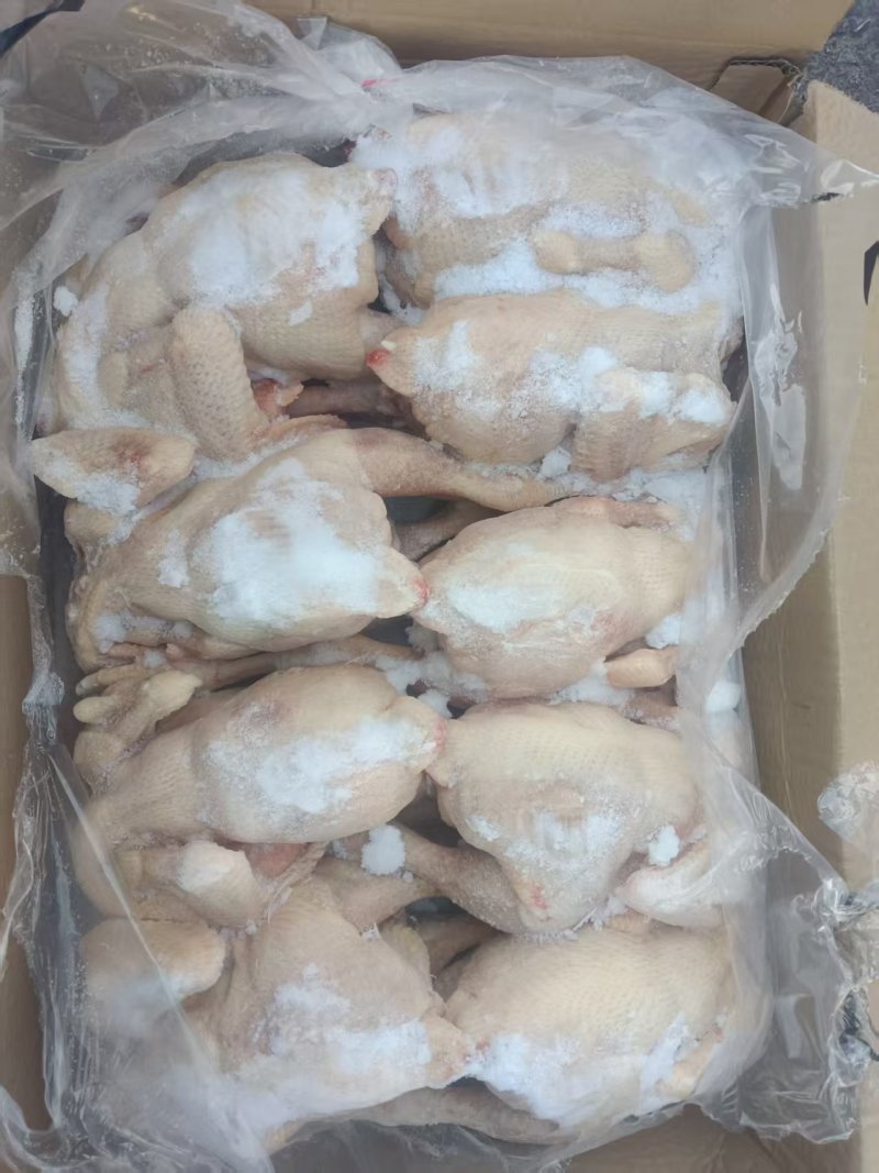 工厂直发一级三黄鸡9只