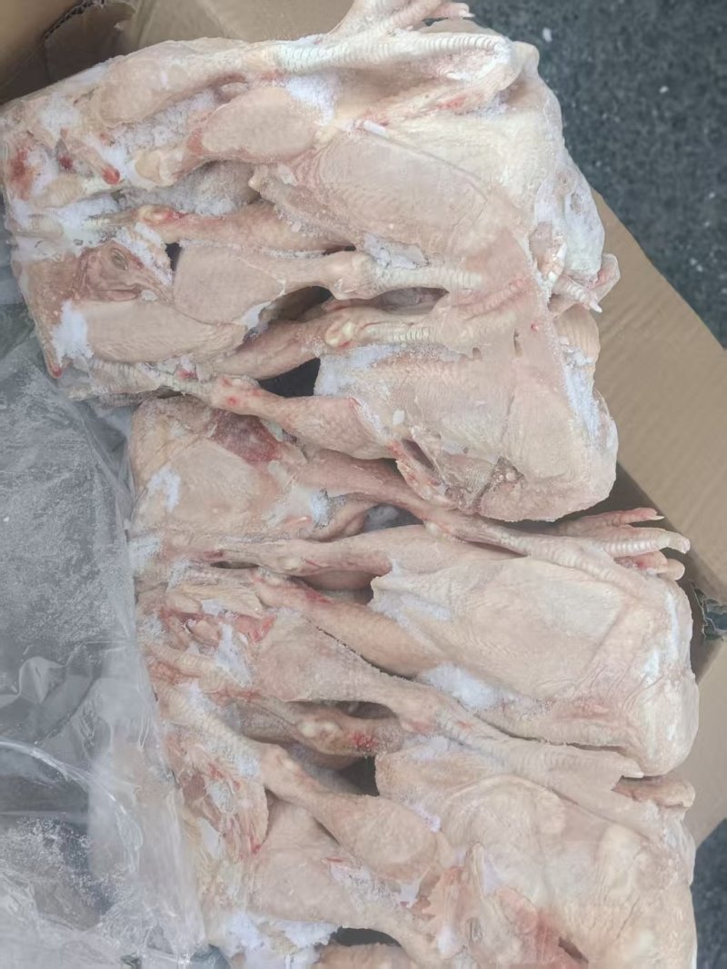 工厂直发一级三黄鸡9只