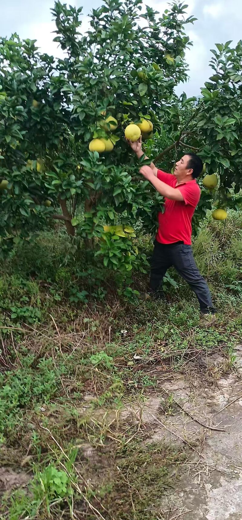 重庆梁平黄心柚子，汁水丰富，不酸，口感软，