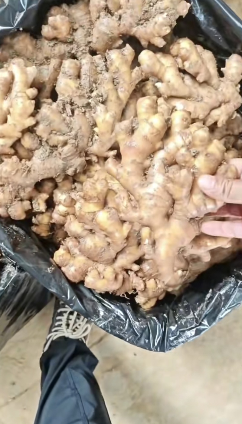 宁洱小黄姜