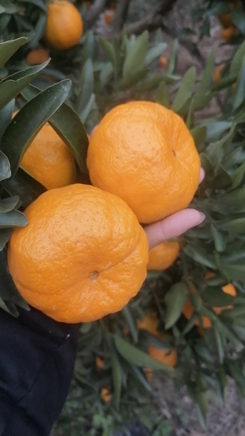 碰柑