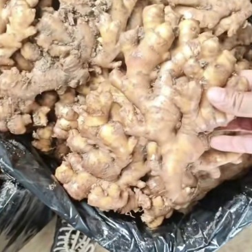 宁洱小黄姜