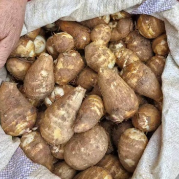 贵州精品牛奶小香芋(毛芋头)一手货源全国发货量大价优