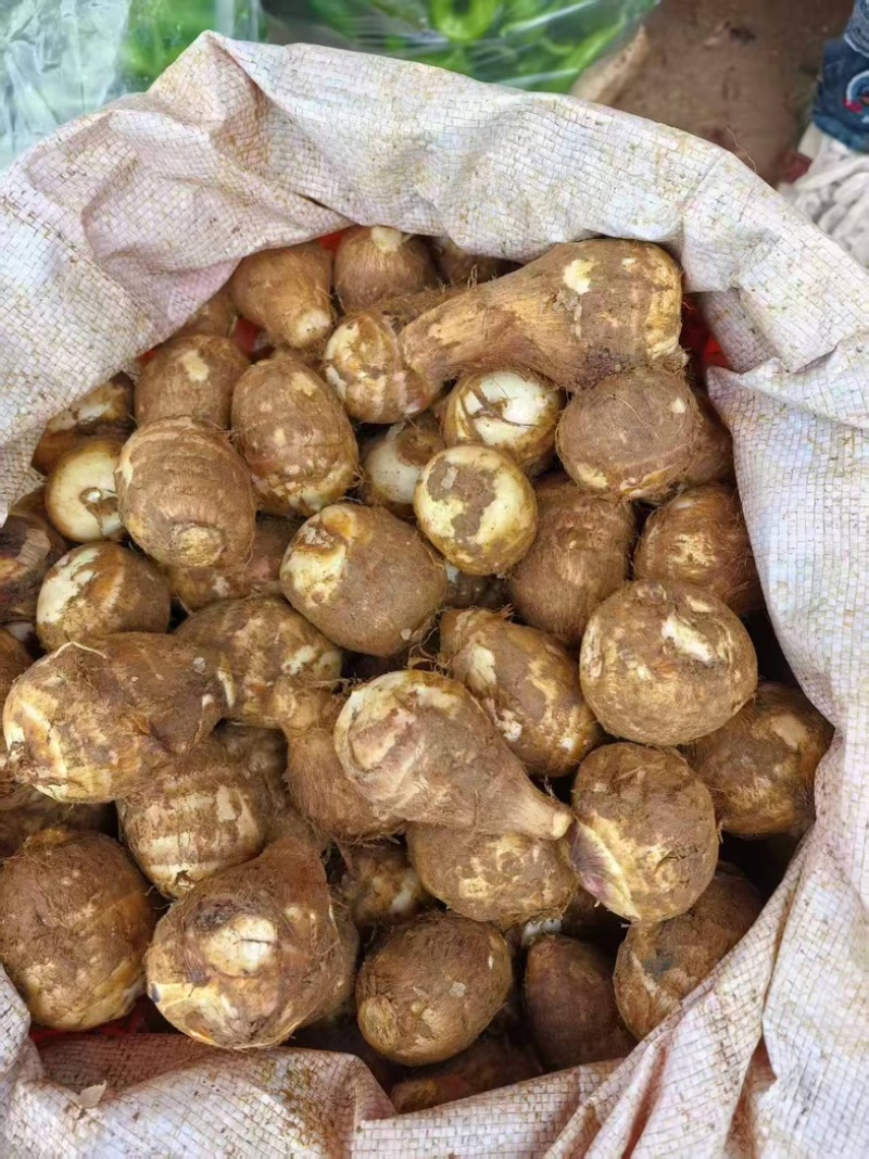 贵州精品牛奶小香芋（毛芋头）一手货源全国发货量大价优