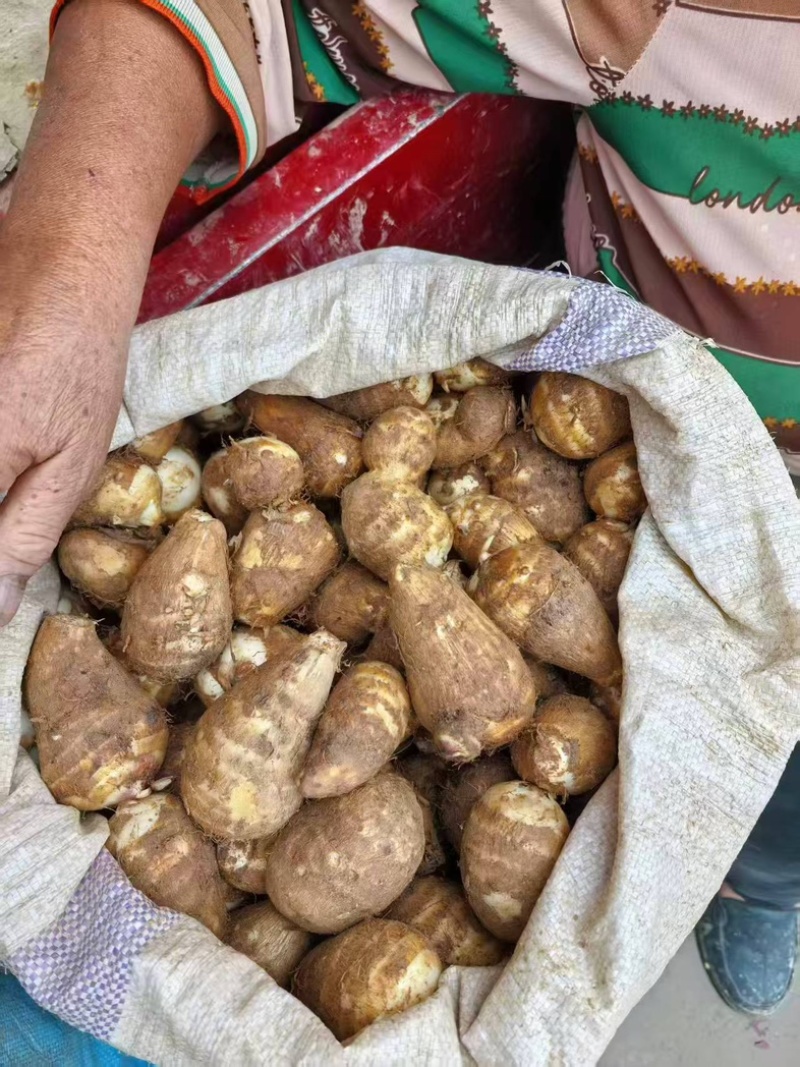 贵州精品牛奶小香芋（毛芋头）一手货源全国发货量大价优