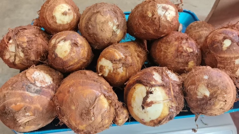 贵州精品牛奶小香芋（毛芋头）一手货源全国发货量大价优
