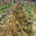 贵州精品牛奶小香芋(毛芋头)一手货源全国发货量大价优