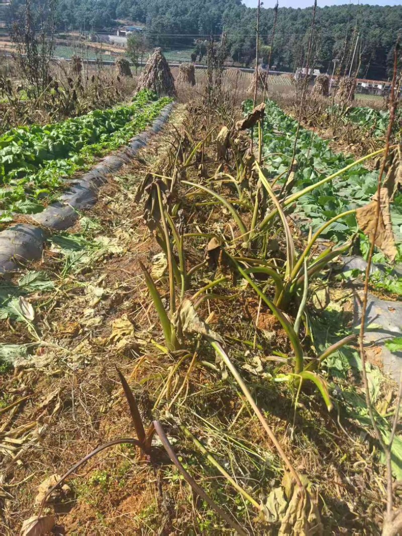 贵州精品牛奶小香芋（毛芋头）一手货源全国发货量大价优