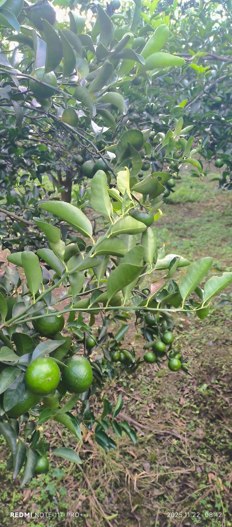 青皮蜜桔