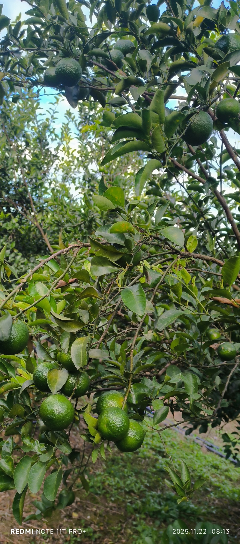 青皮蜜桔