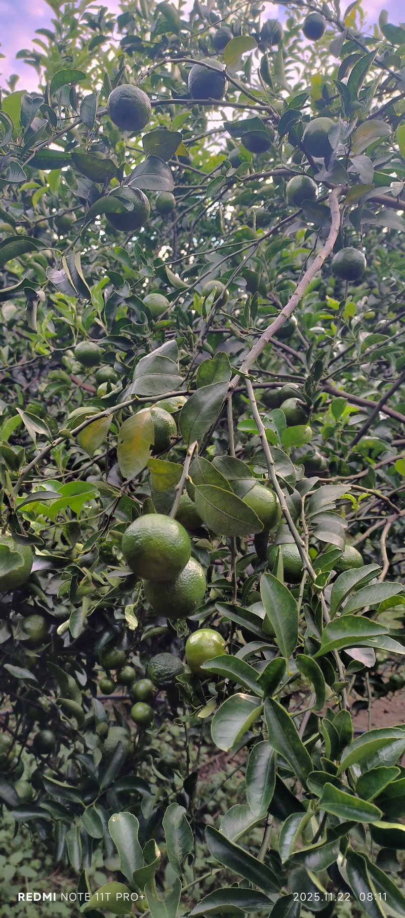 青皮蜜桔
