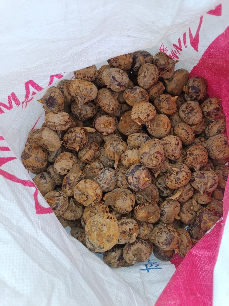 广西马蹄，荸荠，珍珠马蹄，水果马蹄
