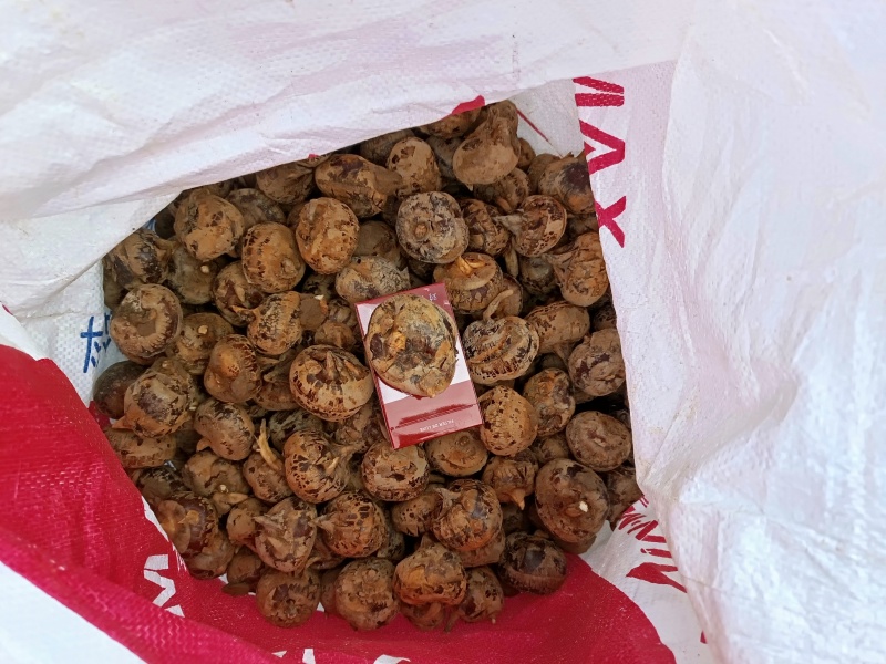 广西马蹄，荸荠，珍珠马蹄，水果马蹄